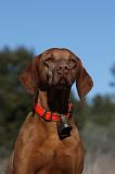 VIZSLA poil court 221